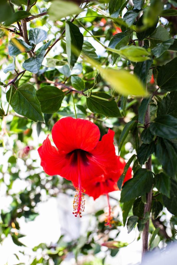 Appartamento Maestralia Skyros Esterno foto